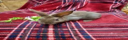 Rex rabbits for sale: Beautiful mini rex babies - Advert 6