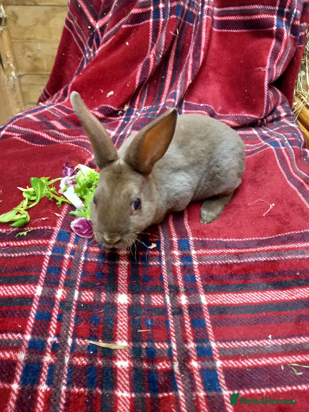 Rex rabbits for sale: Beautiful mini rex babies - Advert 6