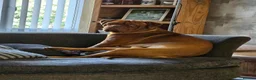 Dogue De Bordeaux dogs for sale: Gorgeous douge de bourdeaux puppies - Advert 8