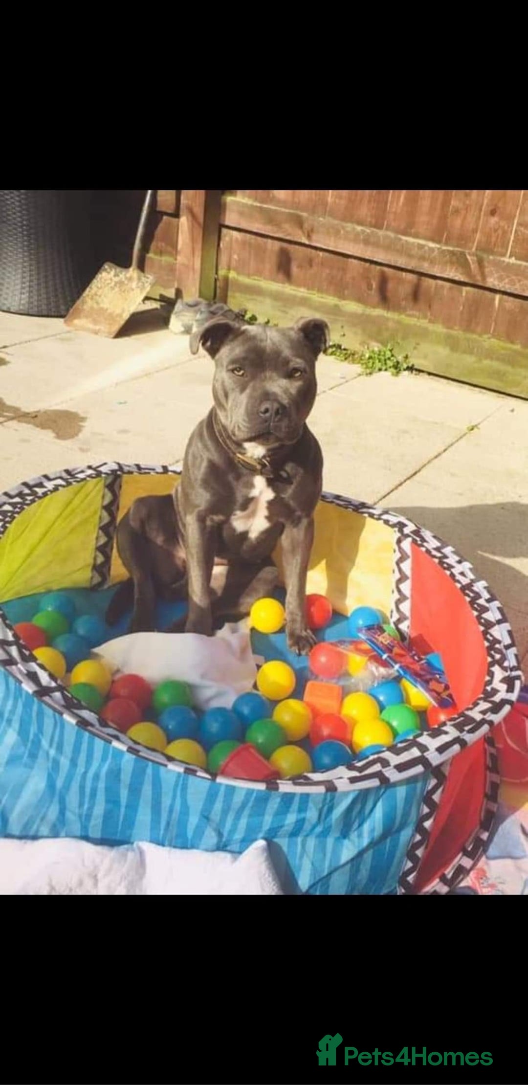 Staffordshire Bull Terrier dogs for sale: Blue Staffordshire bull terrier  - Advert 2