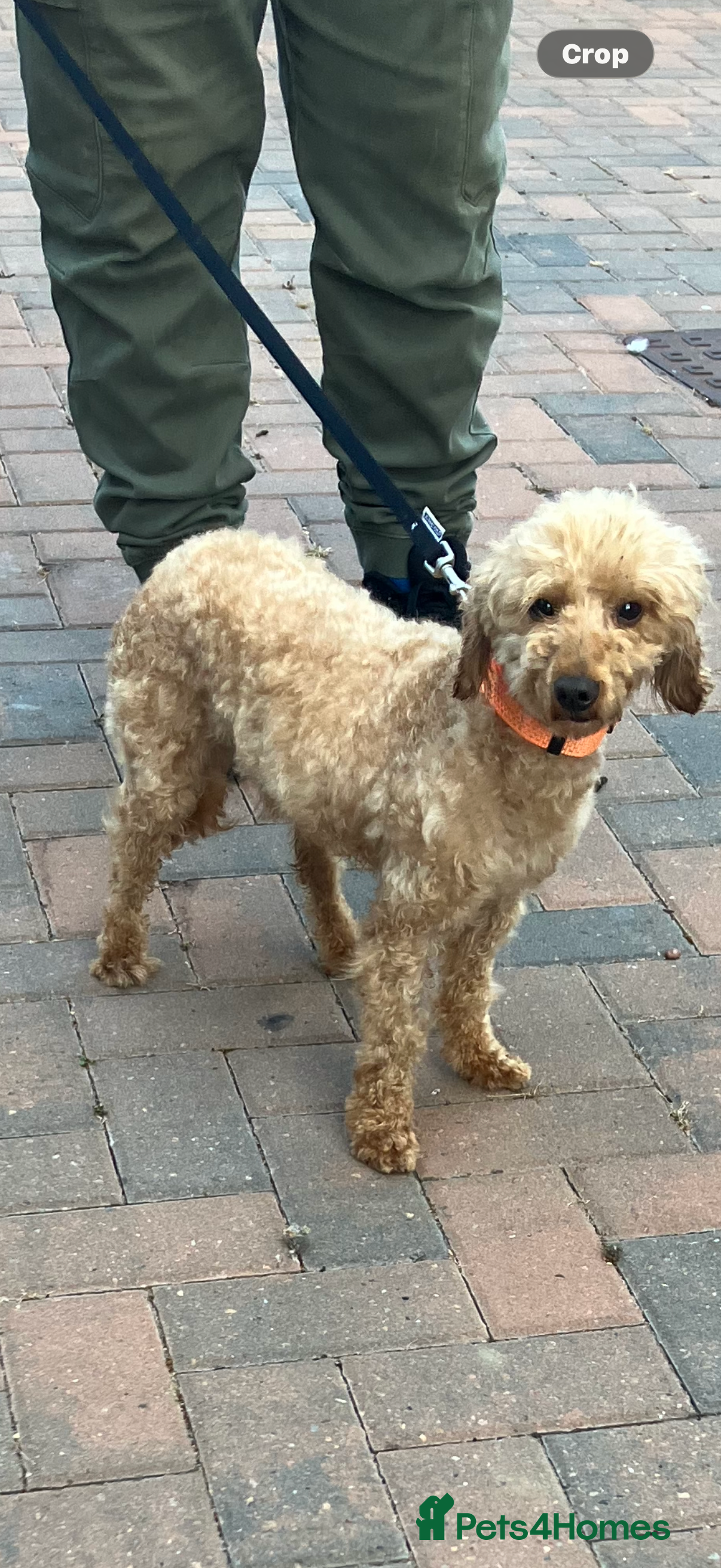 Toy Poodle dogs Beautiful toy poodle - Advert 1