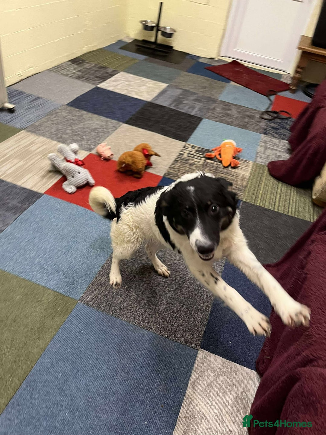 Mixed Breed dogs for adoption: TILLY - Advert 8