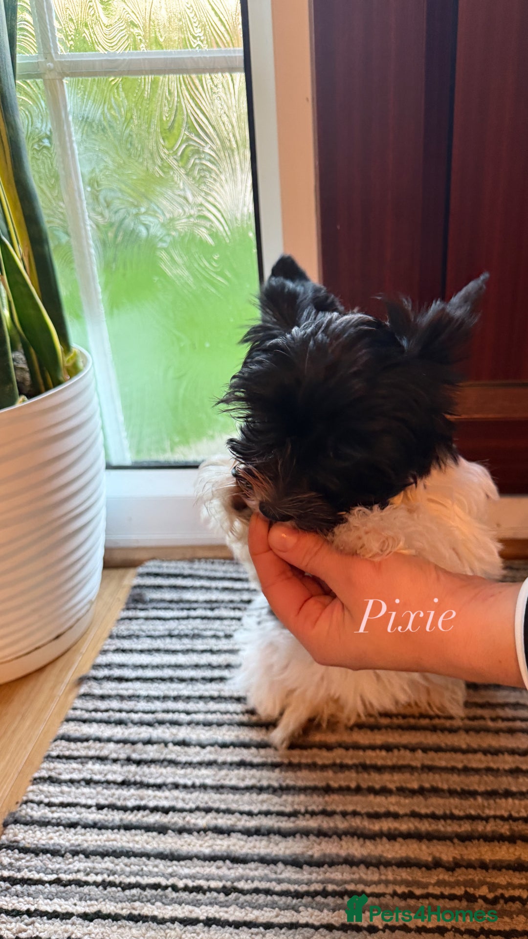 Yorkshire Terrier dogs for sale: Colourful Biewer Yorkshire terriers  - Advert 4