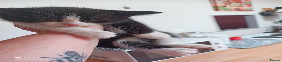 Mixed Breed Kitten 1
