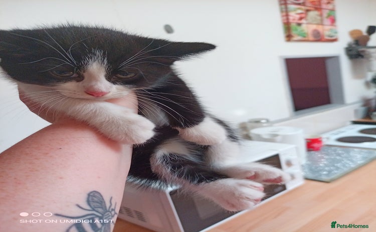 Mixed Breed cats - Advert 2