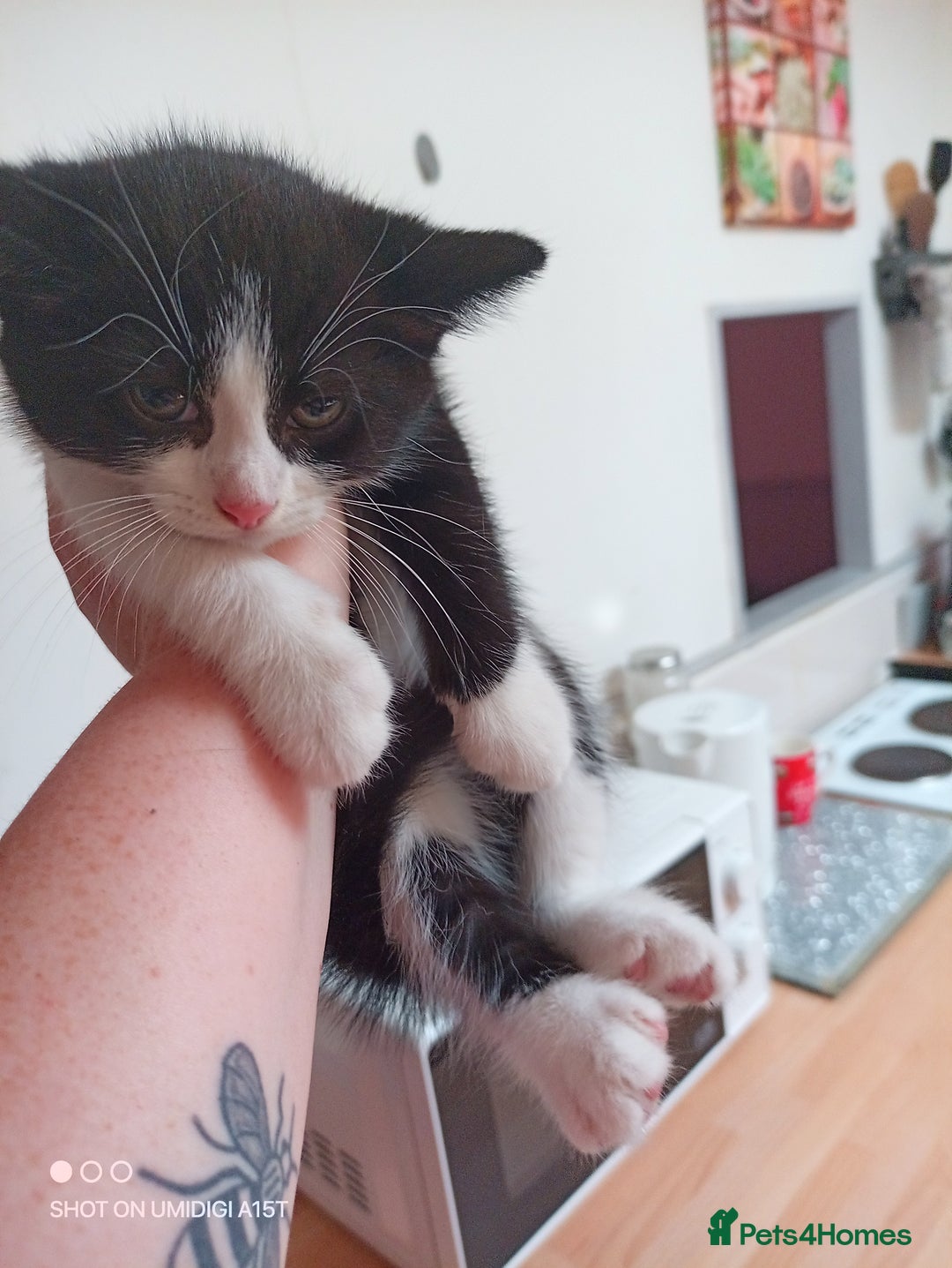 Mixed Breed cats for sale: 3 beautiful kittens - Image 1