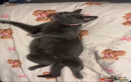 Russian Blue cats for sale: Russian blue cross kittens  - Image 6