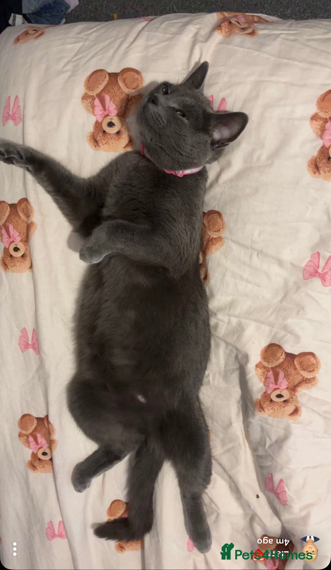 Russian Blue cats for sale: Russian blue cross kittens  - Image 6