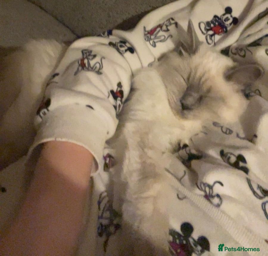 Ragdoll cats 🏆Ready Now. GCCF Champion Lines Ragdoll kittens - Advert 1