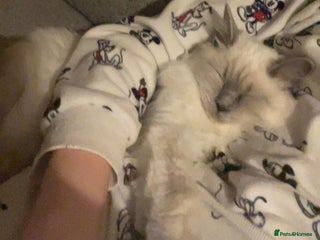 Ragdoll cats 🏆Ready Now. GCCF Champion Lines Ragdoll kittens - Advert 5