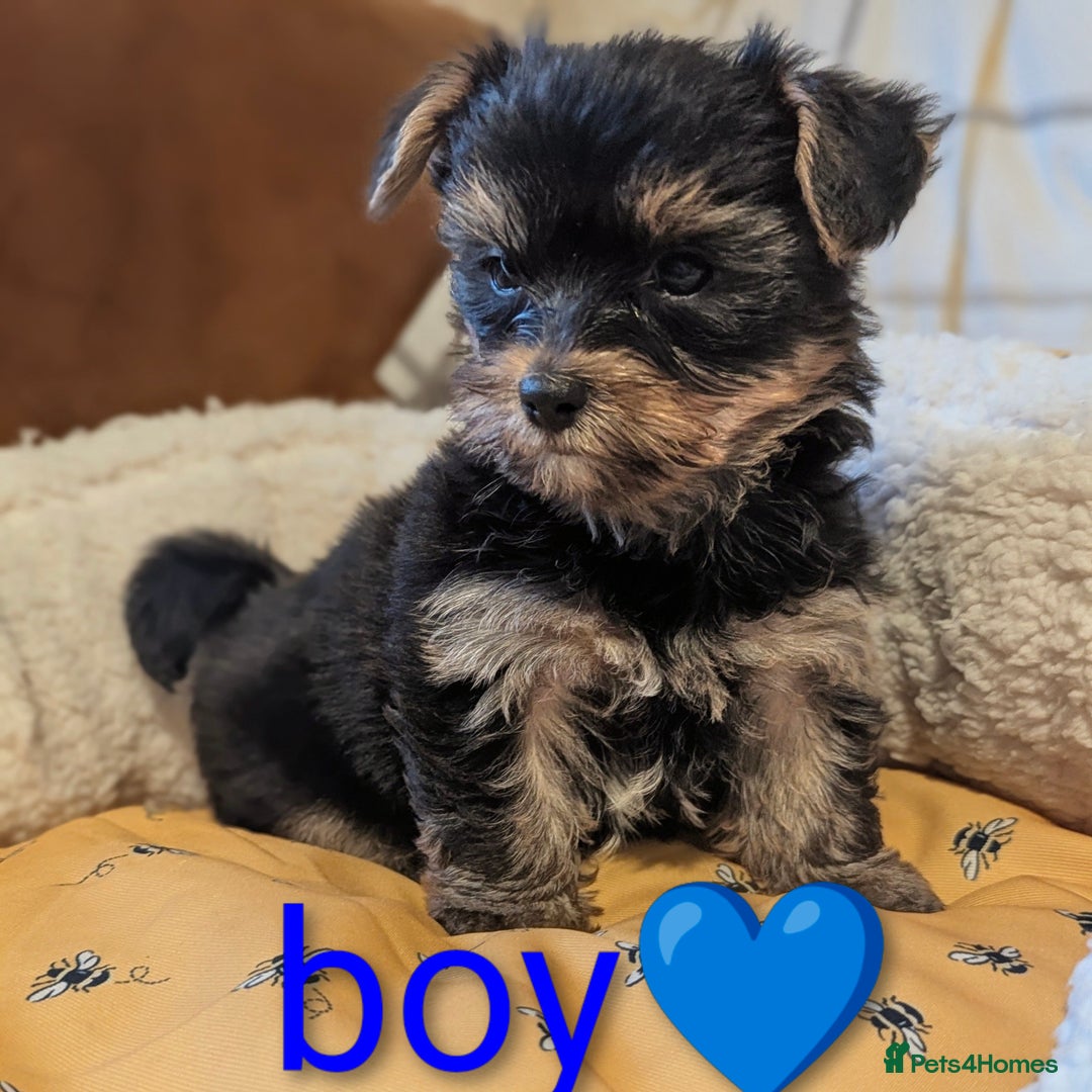 Yorkshire Terrier dogs for sale: Adorable Yorkshire terrier puppy available  - Advert 23