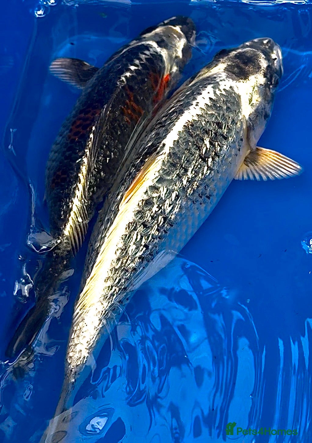 Koi Carp fish for sale: High Quality Japanese Koi - Advert 2