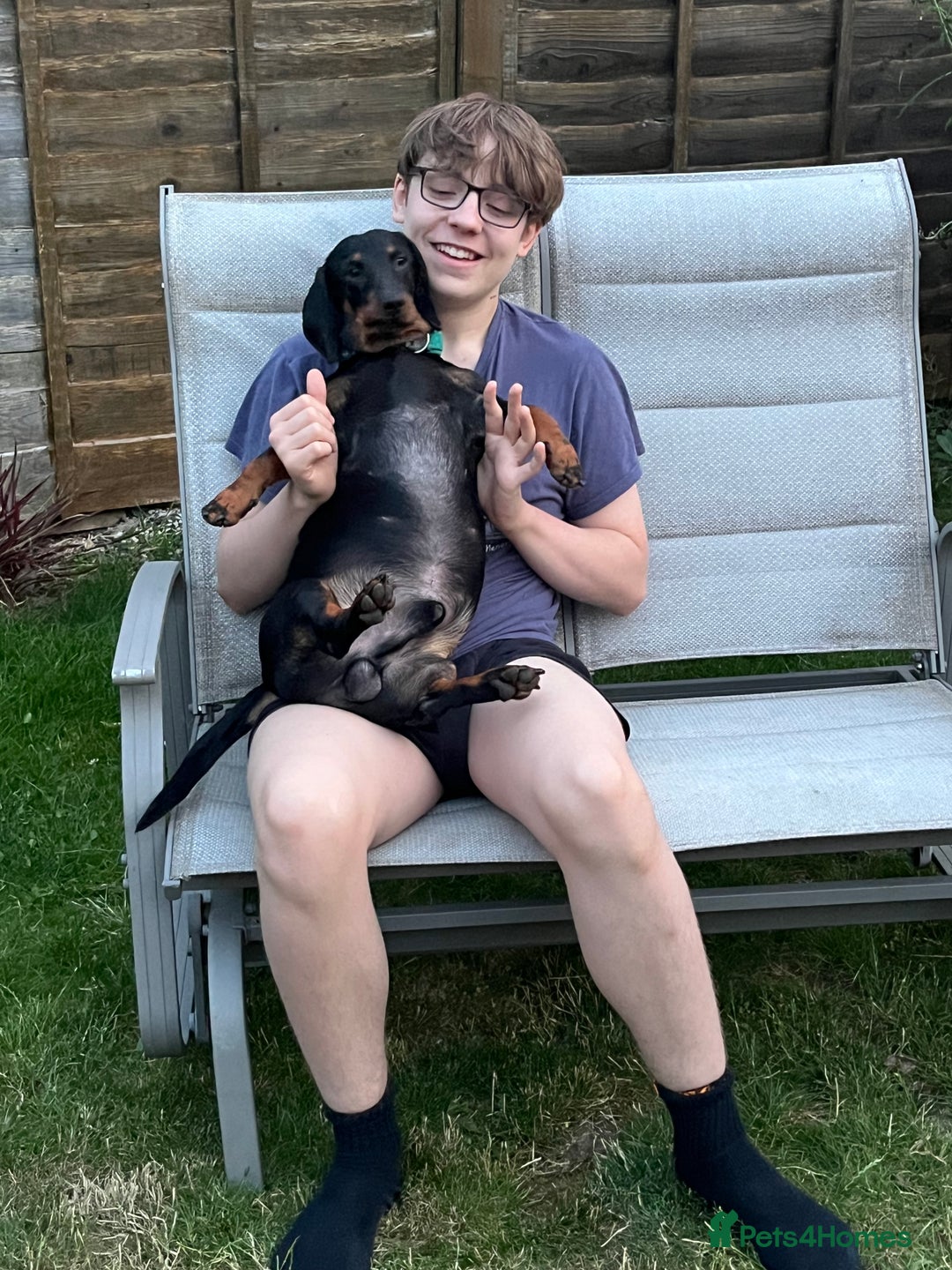 Dachshund dogs for sale: Bertie two year old Daschund full size  - Image 4