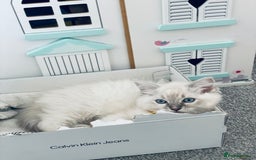 Ragdoll cats for sale: Ragdoll kitten for sale - Image 12