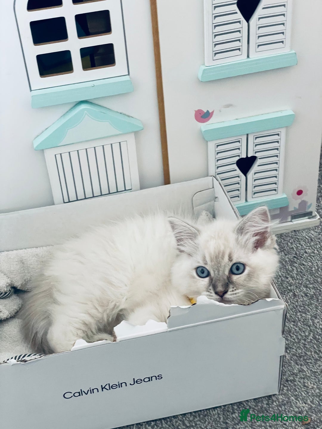 Ragdoll cats for sale: Ragdoll kitten for sale - Image 12