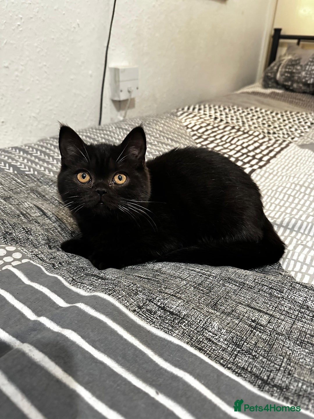 British Shorthair cats for sale: GCCF Black British Shorthair Kittens - Advert 7