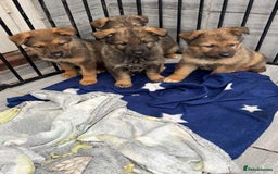 Mixed Breed dogs for sale: German shepherd x Alaskan malamute - Image 1