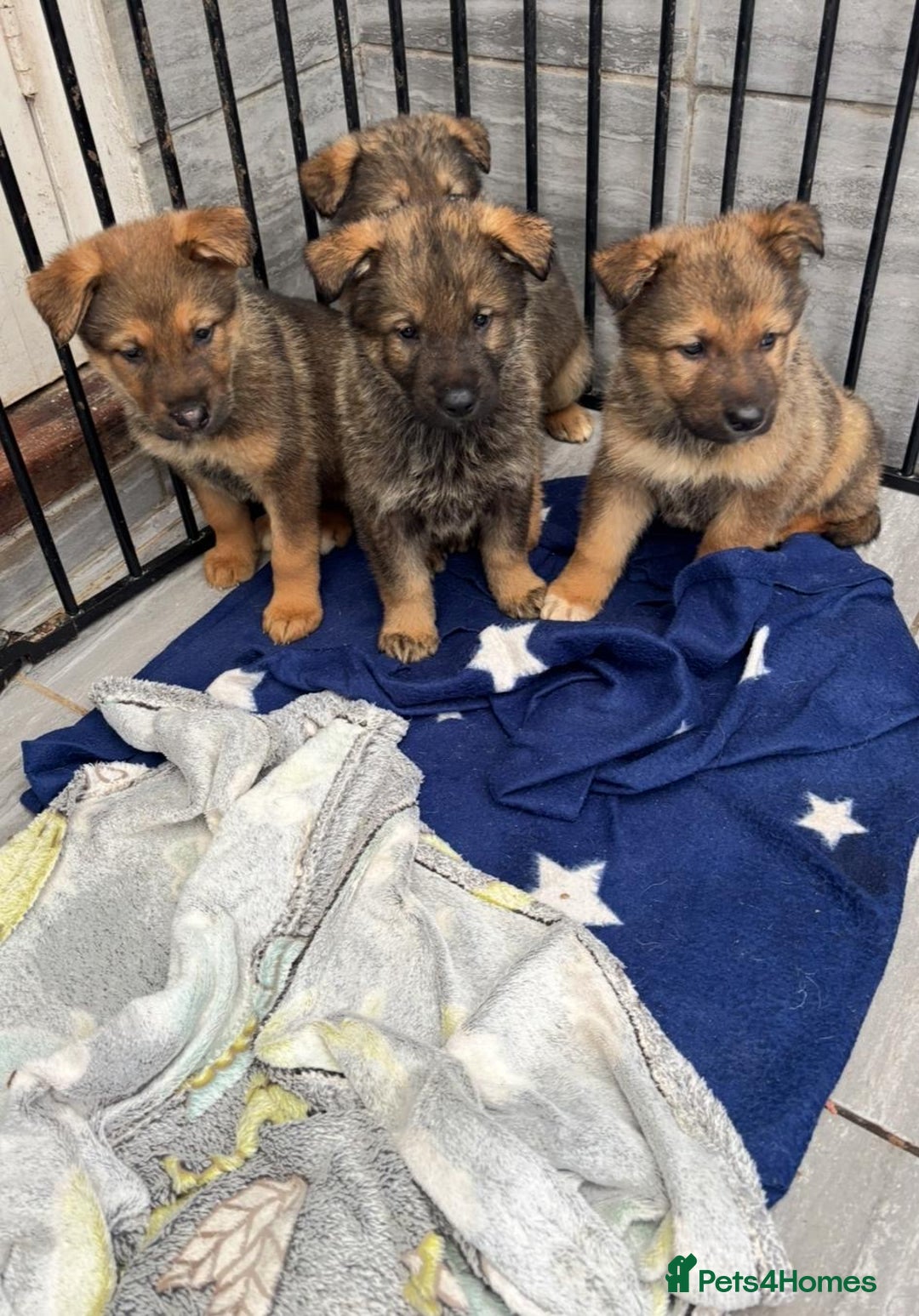 Mixed Breed dogs for sale: German shepherd x Alaskan malamute - Image 1