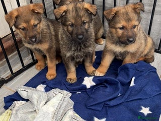 Mixed Breed dogs - Advert 5