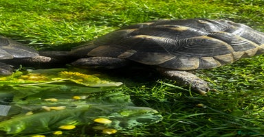 Tortoise reptiles - Advert 5