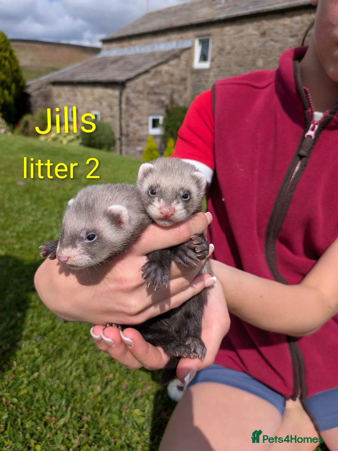 Ferret rodents for sale: Ferret kits for £15❤️ in Bishop Auckland - Advert 6