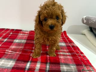 Toy Poodle dogs Red toy poodle boy available - Advert 1