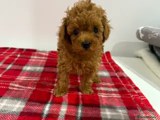 Toy Poodle dogs Red toy poodle boy. Ready 14th Feb! - Advert 2