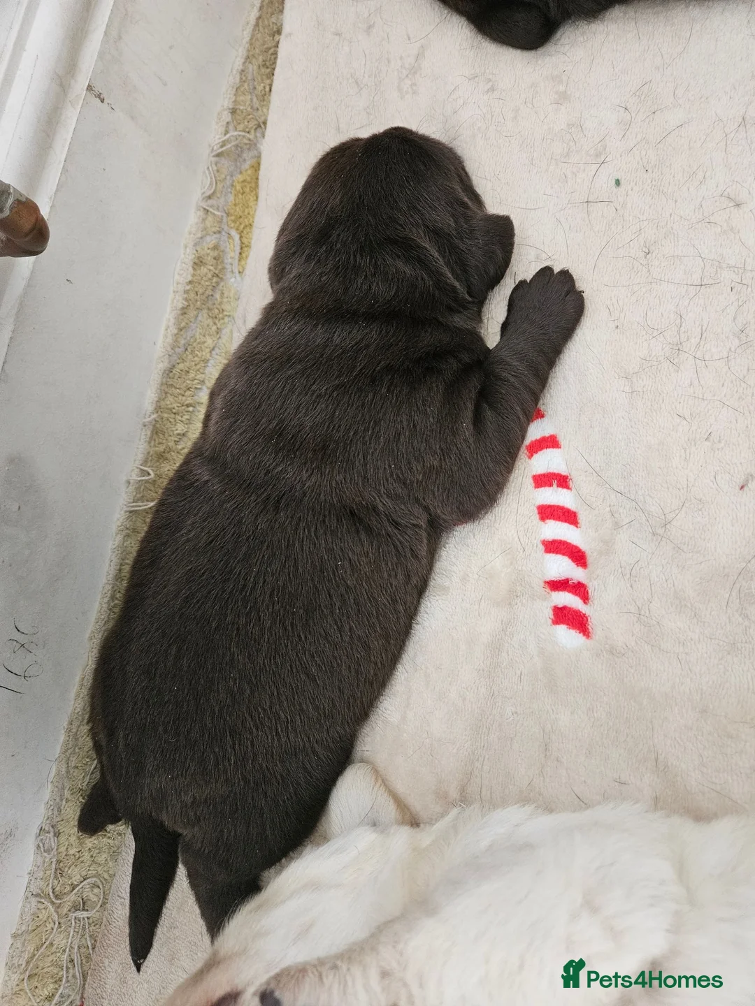 Labrador Retriever dogs for sale: Gorgeous chunky labrador puppies  - Advert 2
