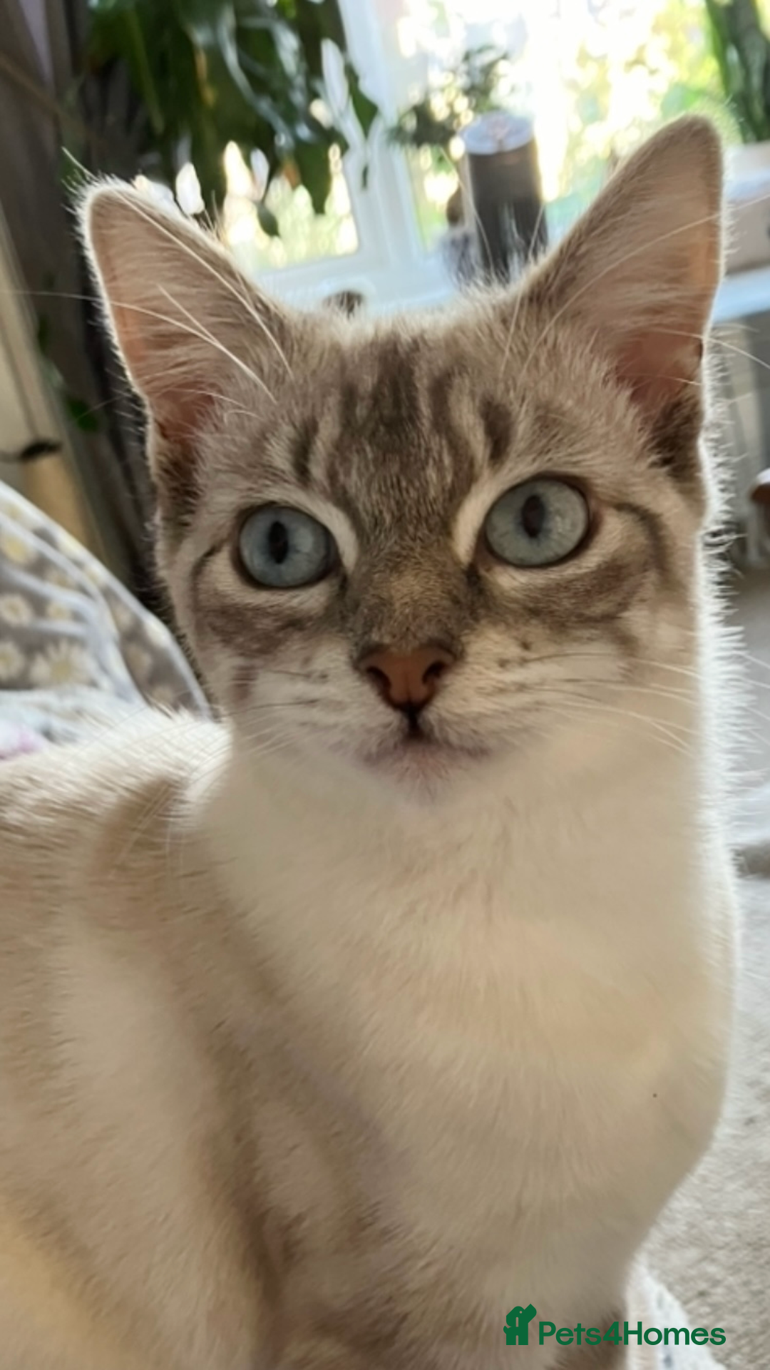 Siamese cats for sale: Siamese Lynx, - Image 3