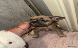 French Bulldog dogs for sale: Frenchie pups for sale  - Image 4