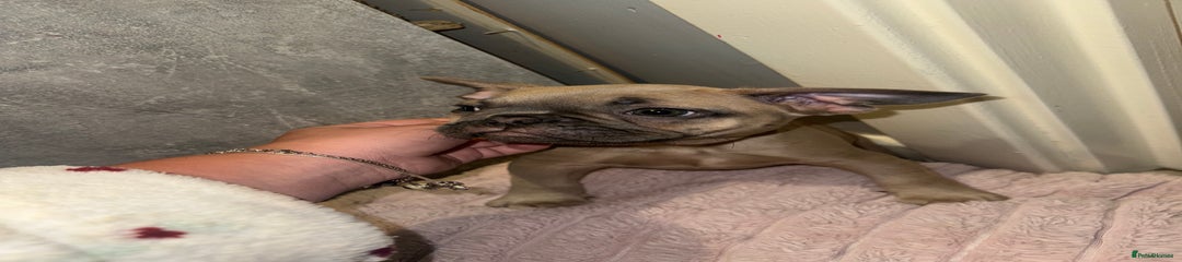 French Bulldog Puppy 1