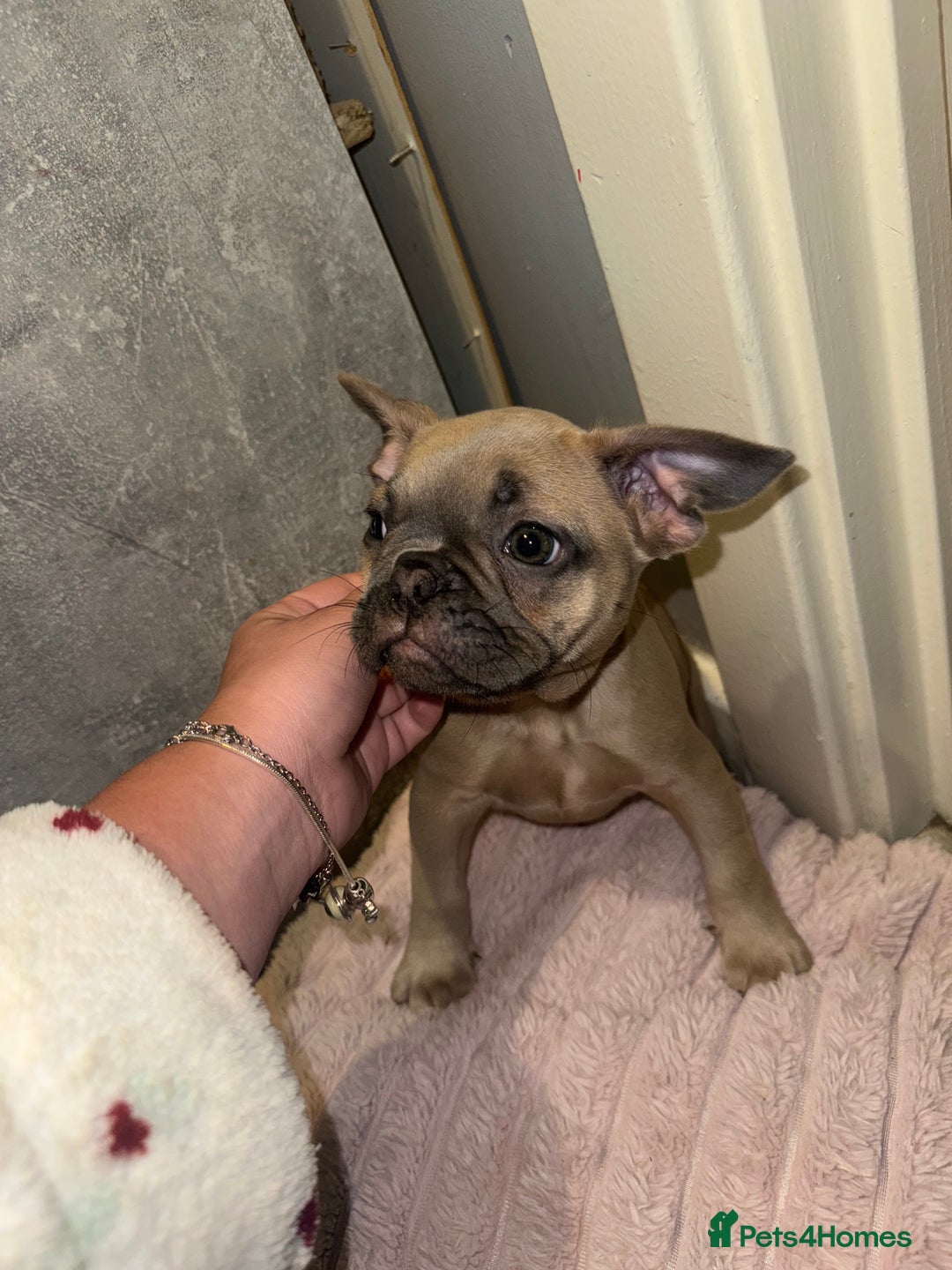 French Bulldog dogs for sale: Frenchie pups for sale  - Image 4