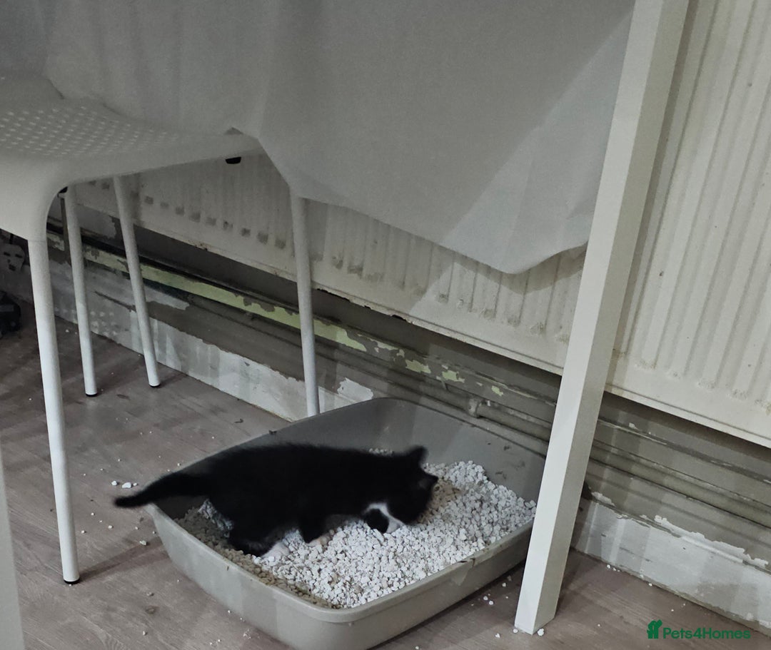 Mixed Breed cats for sale: Night Fury" Kittens Ready for Their new friends - Advert 2