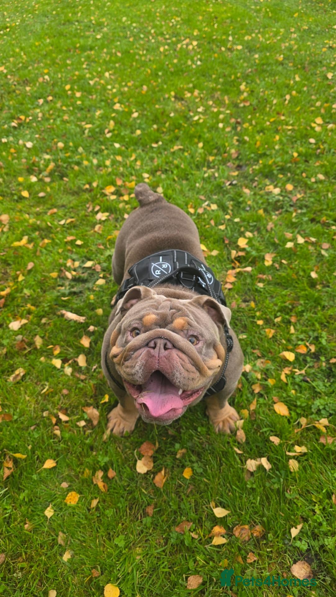 English Bulldog dogs 2 Year Old Bulldog  - Advert 11