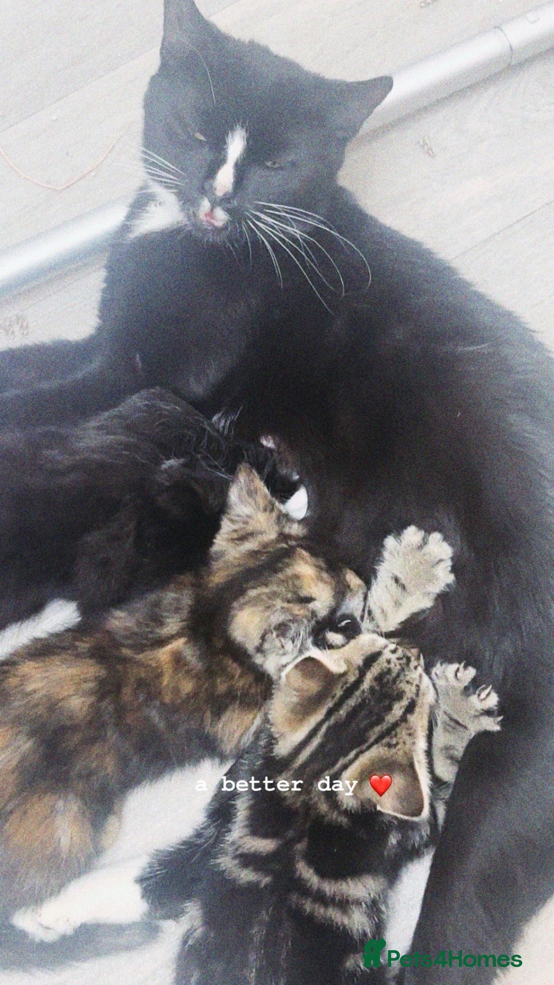 Mixed Breed cats Kittens  - Advert 1