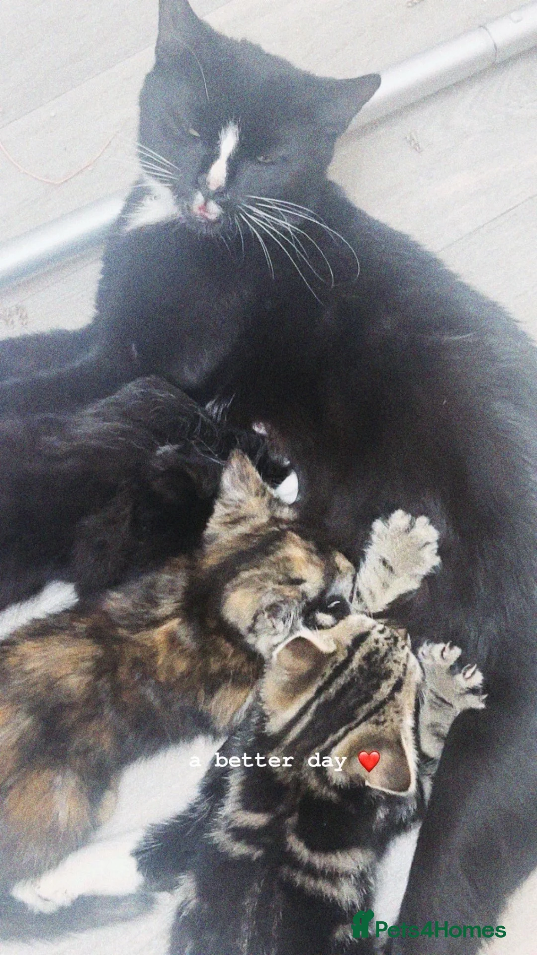 Mixed Breed cats for sale: Kittens  - Advert 1