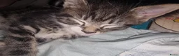 American Shorthair cats for sale: Cute kittens ready for new home  - Advert 6