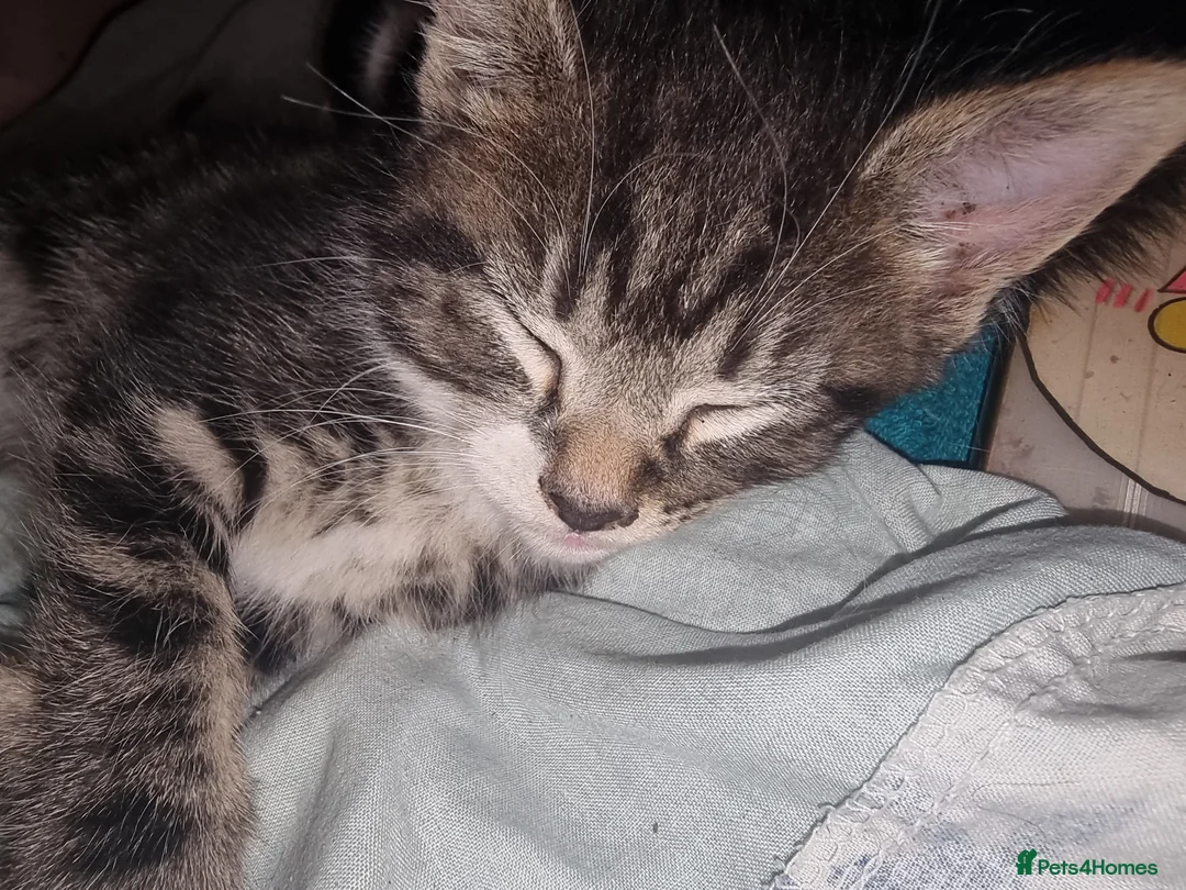 American Shorthair cats for sale: Cute kittens ready for new home  - Advert 6