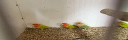 Lovebirds birds for sale: Peach faced lovebirds - Advert 3