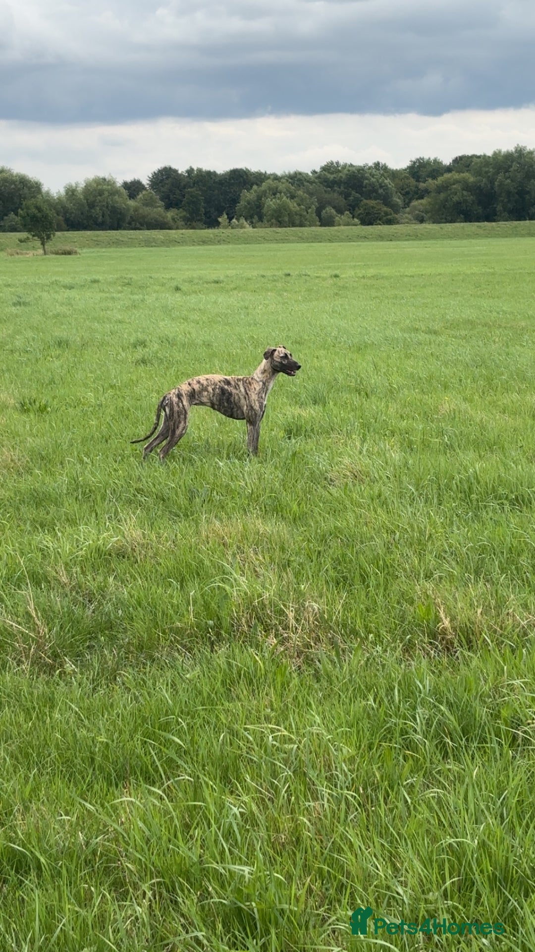 Mixed Breed dogs for sale: Suki. - Image 6
