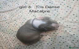 Boston Terrier dogs for sale: Beautiful Blue Bostons  - Image 12