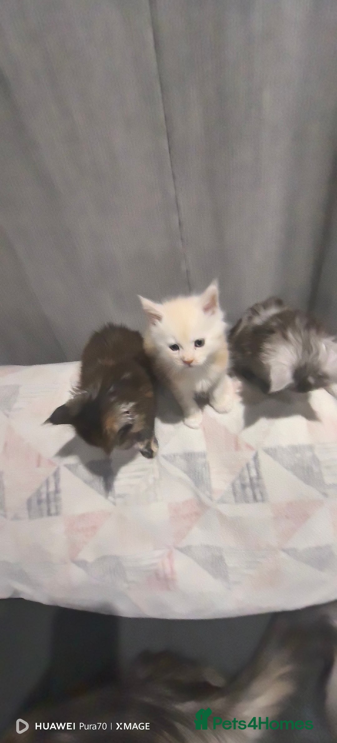 Maine Coon cats for sale: kittens Main Coon - Advert 3