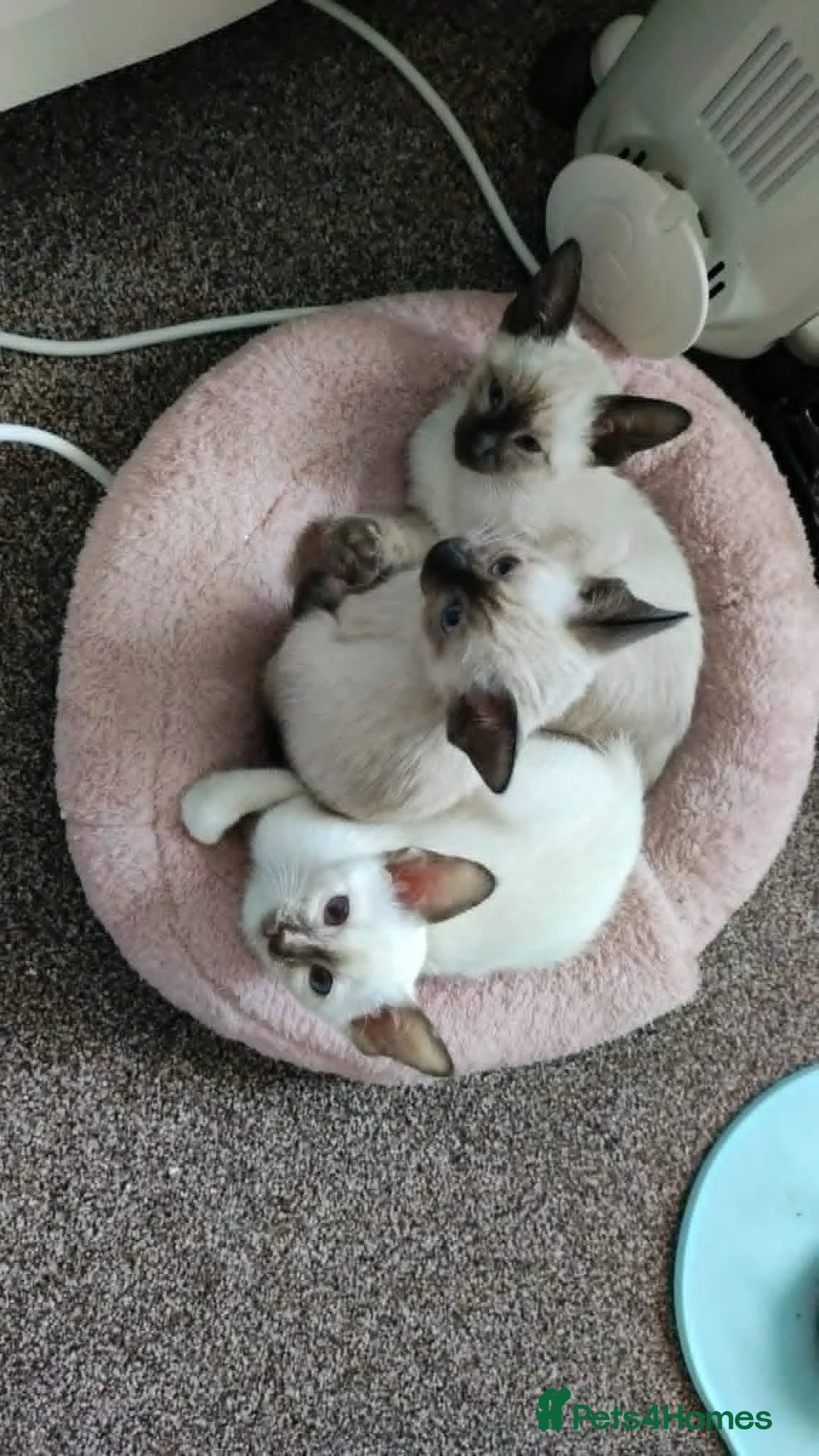 Siamese cats for sale: Siamese x rex kittens - Advert 2