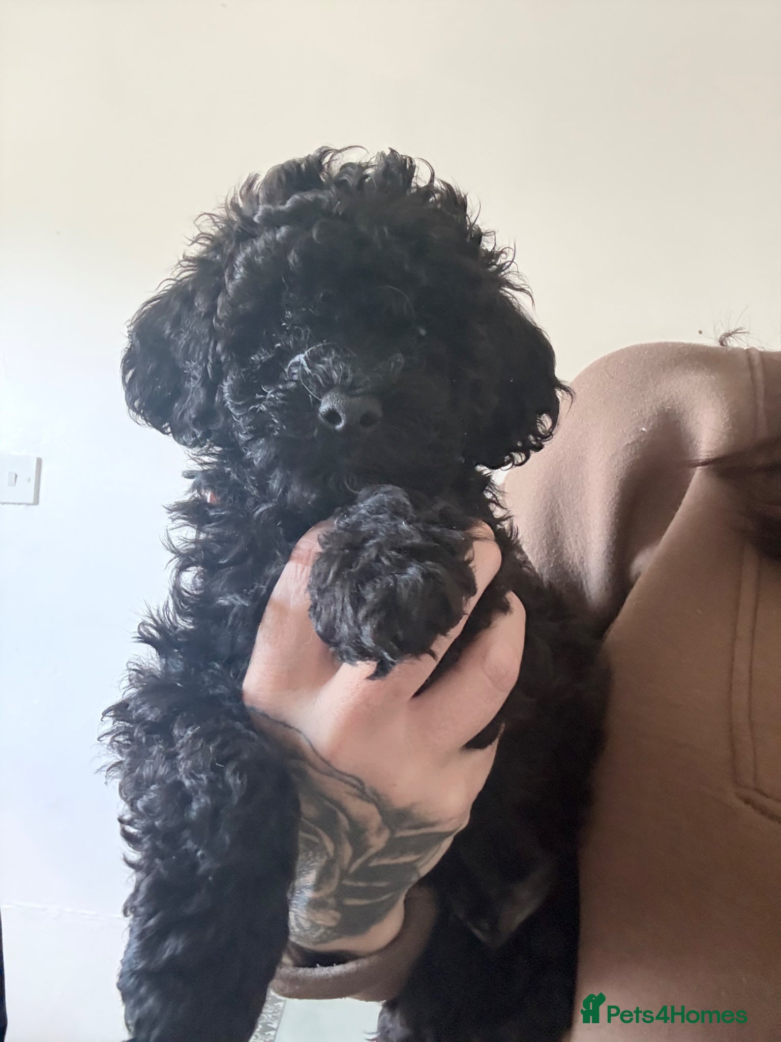 Shihpoo dogs 1 boy available to leave now shihpoo puppy - Advert 2