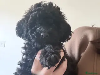 Shihpoo dogs 1 boy available to leave now shihpoo puppy - Advert 2