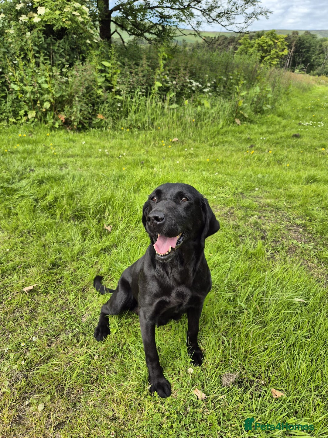 Mixed Breed dogs for sale: Chunky Lab X Pointer pups - Advert 14