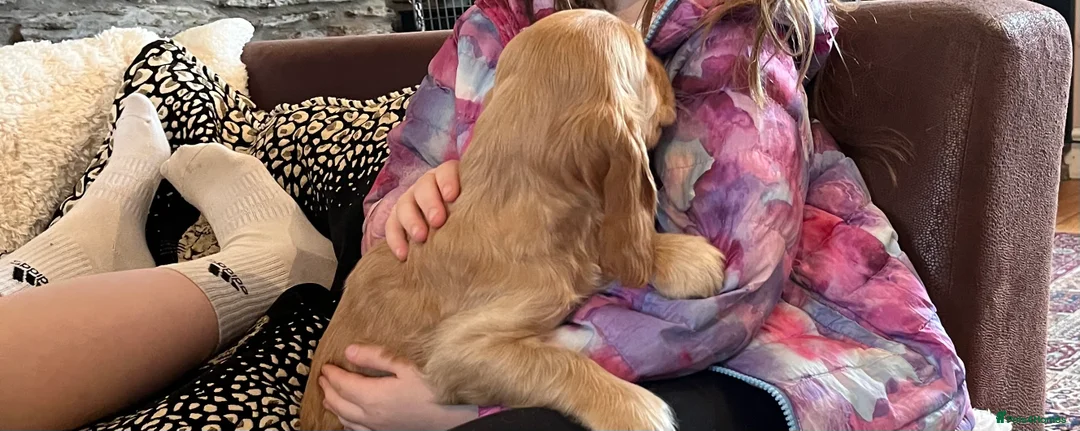 Cocker Spaniel dogs for sale: Health tested KC show type cocker 🐶 ⭐️  - Advert 14