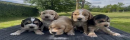 Cocker Spaniel dogs for sale: KC Reg Show Type Cocker Spaniel Puppies in Melton Mowbray - Advert 2
