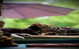 Mixed Breed cats for sale: Playful kittens - Image 1