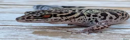 Gecko reptiles for sale: Bawangling Pair of Cave Geckos in Cheltenham - Advert 1